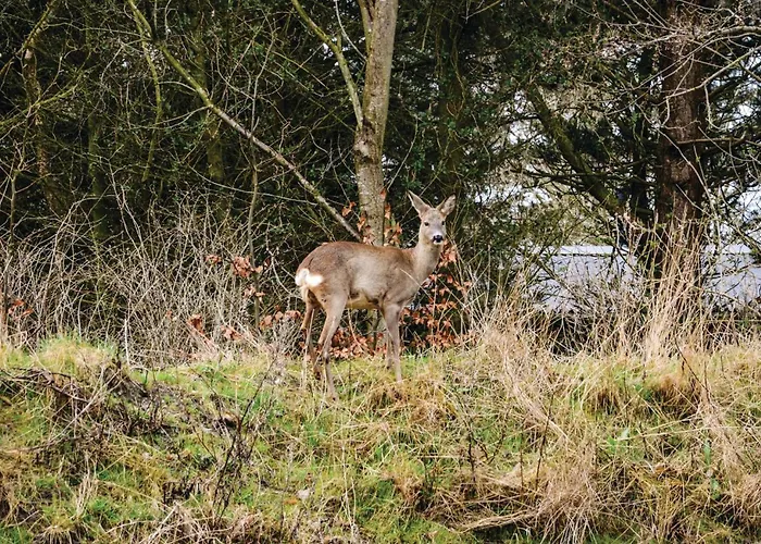 Pet Friendly Home In Ringkobing